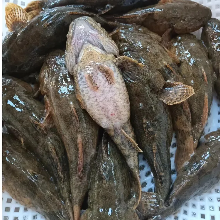 瞎旮瘩鱼 东北新宾特产冷水河鱼送大酱，顺丰发货