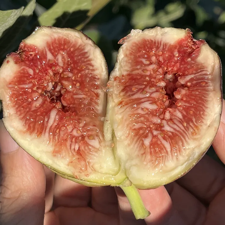 新鲜现摘云南熟无花果全年应季现采发顺丰孕妇应季水果净重1斤3斤