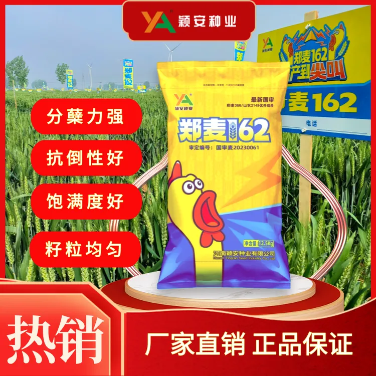 国审郑麦162高产优质小麦种子抗旱抗病抗倒耐寒高产小麦种子推荐