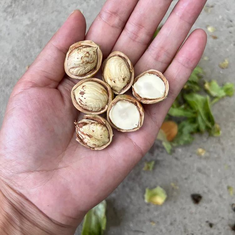 古月姐姐东北脱皮大榛子3斤（包邮送钳子）