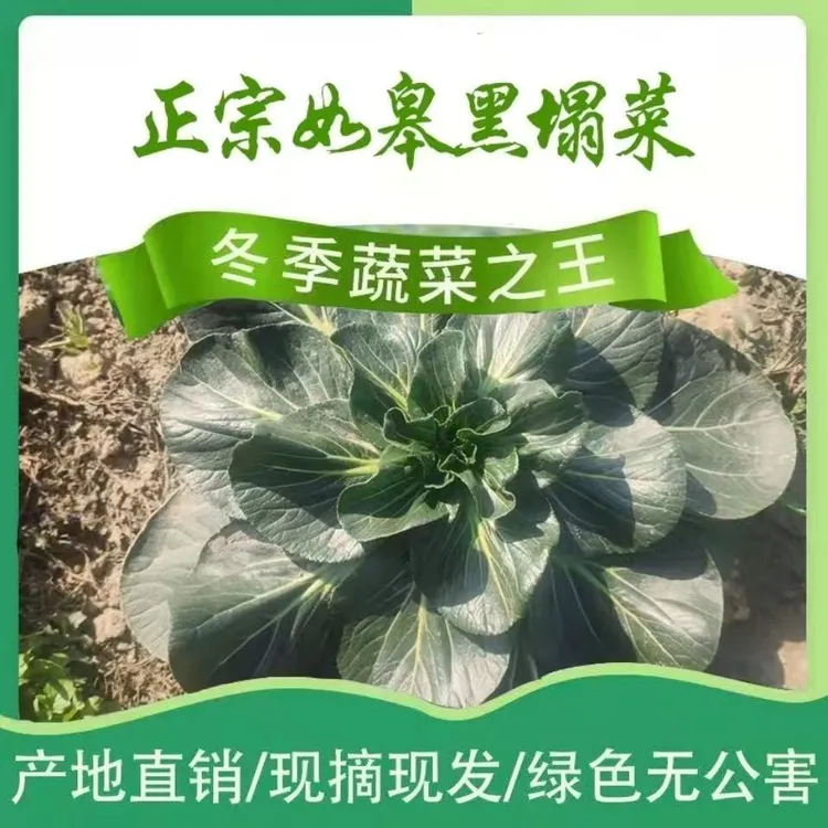 农家自种正宗如皋黑塌菜趴趴菜新鲜时令霜打菜叶肥鲜美家庭小菜园