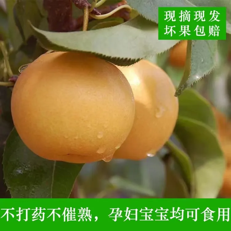 苗寨飞龙苗乡梨带纸箱十斤左右,坏果包赔