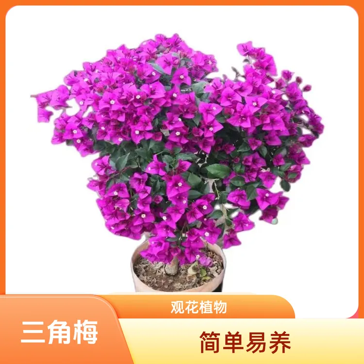 三角梅 安格斯云南紫 一年四季循环开花 耐高温【直播间 一物一拍】