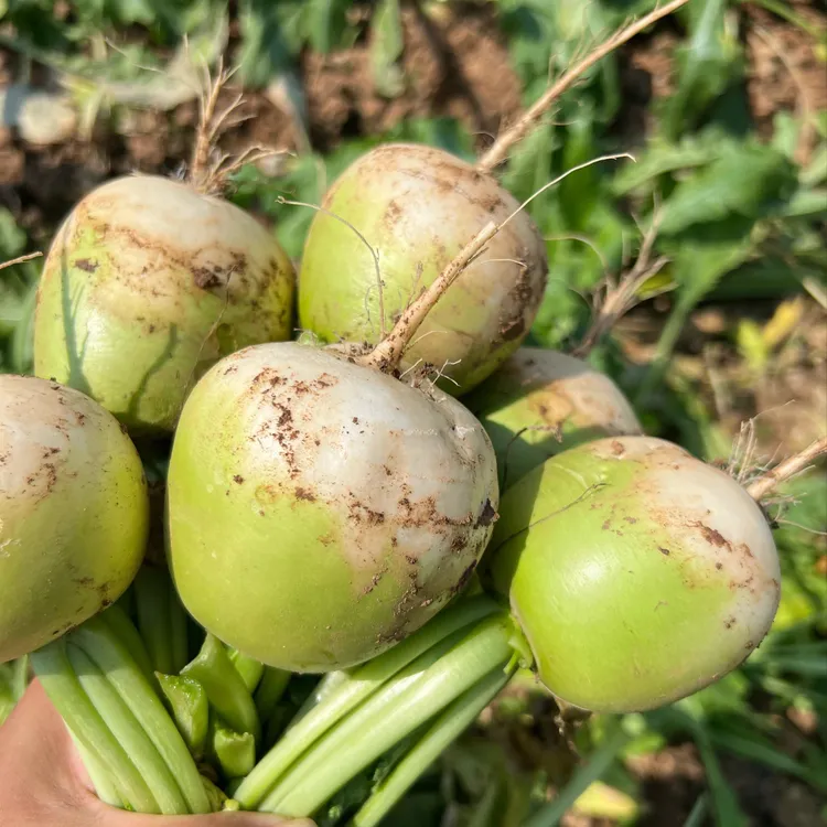 广水特产半头青萝卜本地新鲜白萝卜沙窝地萝卜湖北随州新鲜蔬菜