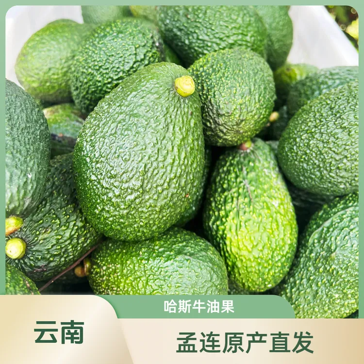 云南孟连哈斯牛油果（130--160g）大果新鲜采摘，产地直发