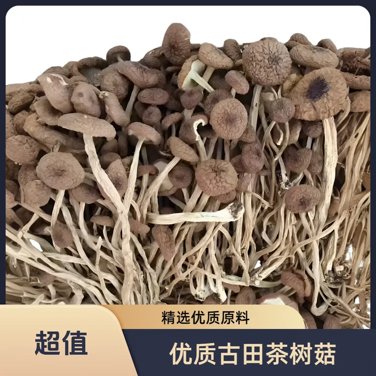 古田茶树菇干货农家茶树菇新货产地直销无干燥剂酒店煲汤炖汤食用