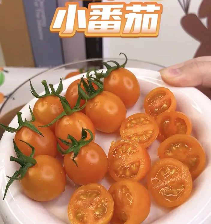 【露天 盐碱地种植 】小番茄黄色圣女果柿子当季新鲜水果酸甜脆皮