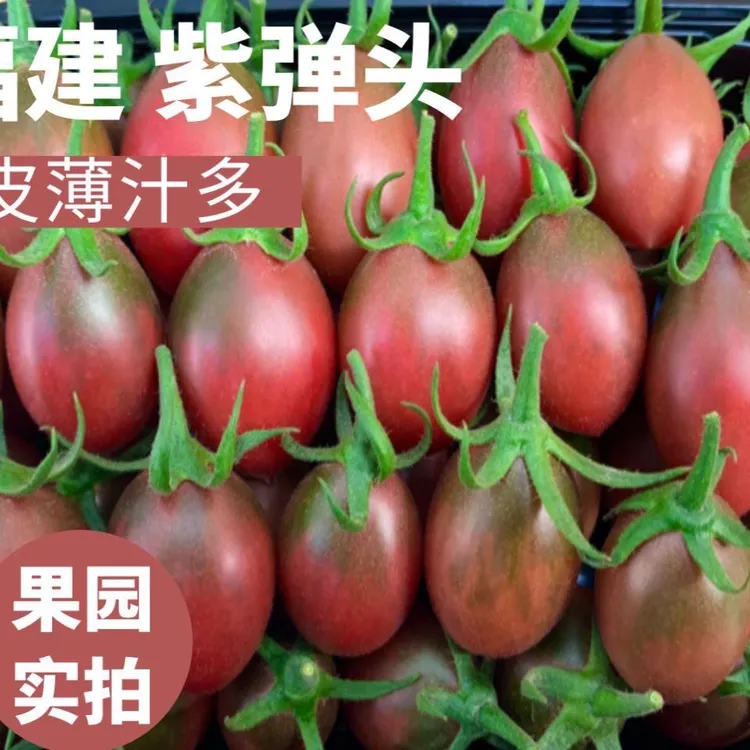 紫弹头小番茄圣女果柿子水果新鲜当季柿子脆皮酸甜