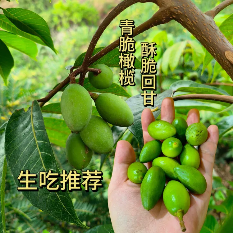 潮汕走仔 青脆橄榄适合生吃 醋橄榄  煲汤 橄榄菜  南姜橄榄1斤装