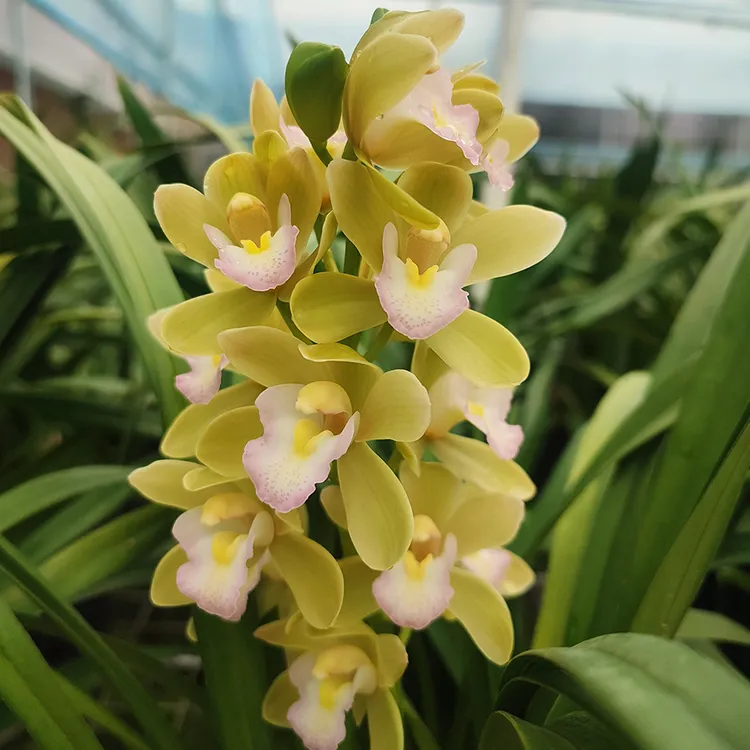 屏南兰花【带3花】高山香兰原盆原土好养自然生长兰花