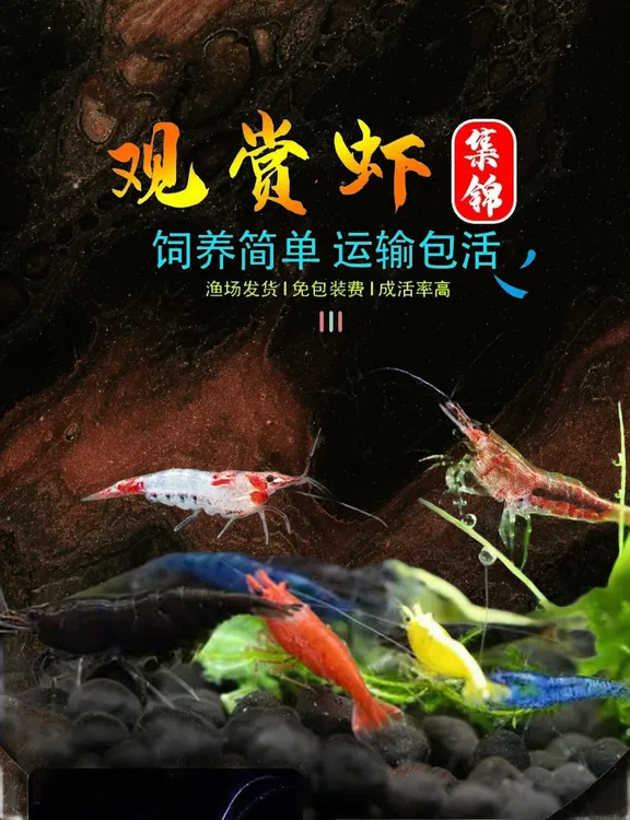 观赏虾活体淡水米虾清洁虾黑壳虾除绿藻褐藻樱花虾极火虾清洁鱼缸