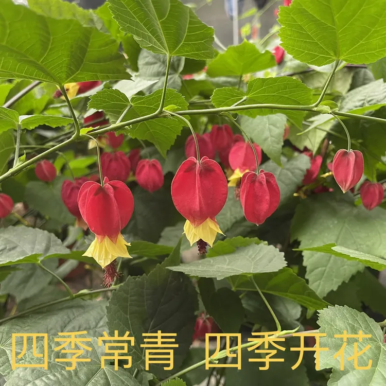 四季灯笼花盆栽蔓性风铃花四季开花爬藤室外庭院好养易活藤本花卉