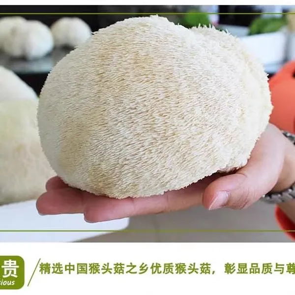 东北2024 年新货无硫烘干非野生猴头菇250g养胃煲汤菌菇类农产品