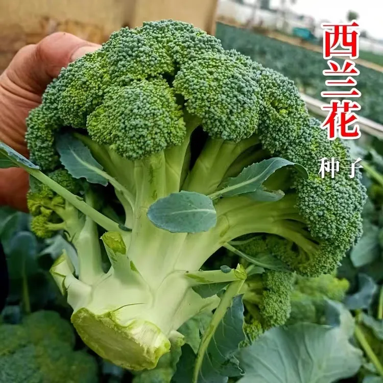 籽种拍三送一松花菜/西蓝花/花菜种子家庭简单种植蔬菜种子