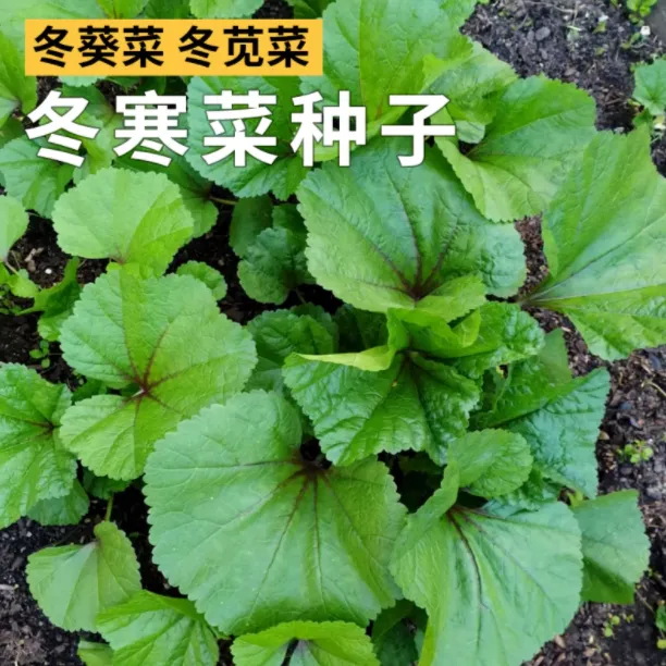 【冬寒菜】糯米冬寒菜种子四季种植冬寒苋菜阳台菜园盆栽均可种