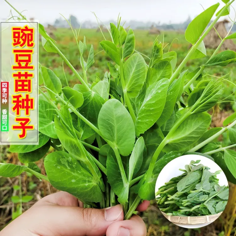 【豌豆苗】种籽无须豌豆尖种子四季芽苗菜水培土培高产多茬采收