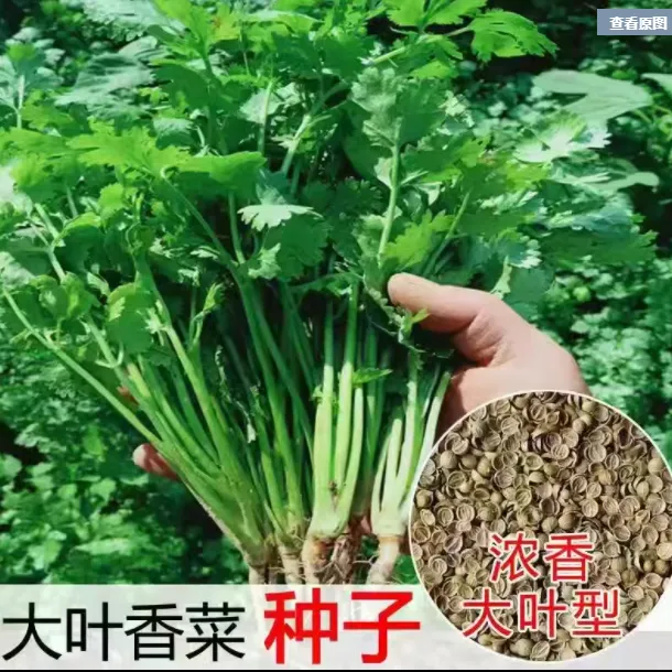 【大叶香菜种子】速生香菜种子四季大叶芫荽种子味浓耐寒阳台种植