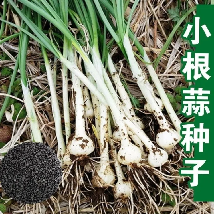 籽种拍三送一四季种植小根蒜种子/蒜苗种子/家庭种植阳台庭院