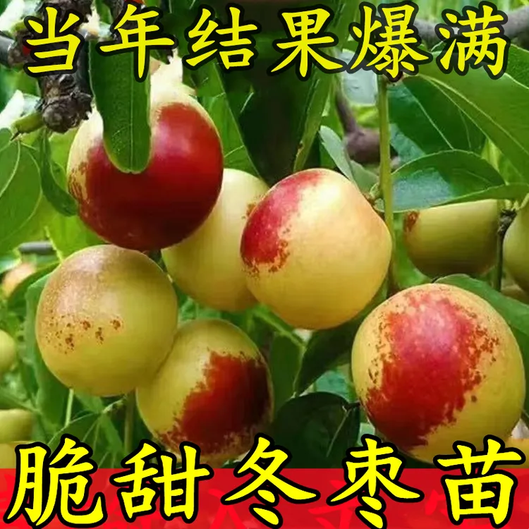 花园盆栽四季好种植 枣南北方盆栽地栽