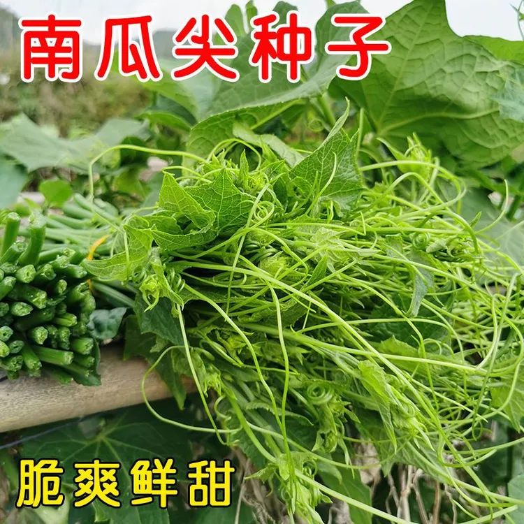 【南瓜尖】种子高产香甜藤茎棚室四季采收专吃南瓜苗嫩叶蔬菜种子