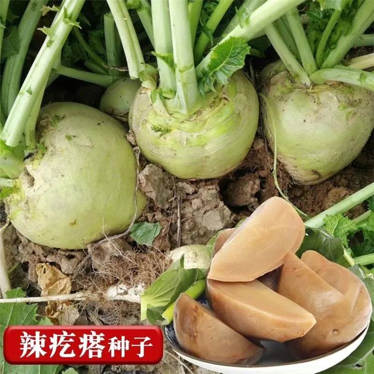 籽种拍三送一光头芥菜种子地下大头菜种籽北方咸菜根芥种田园庭院