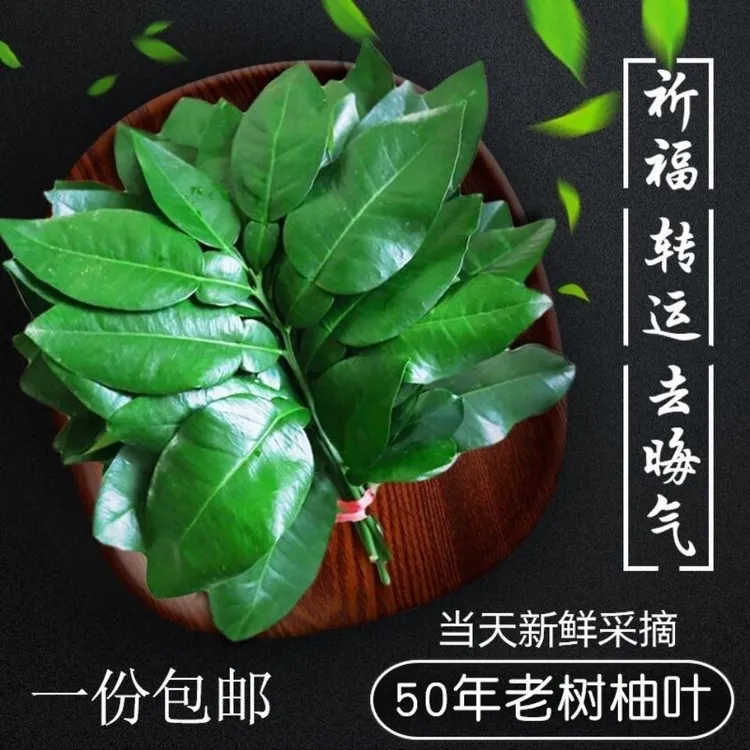 柚子叶新鲜柚树叶乔迁新居柚子叶澡柚子叶去气转运开运祈福叶