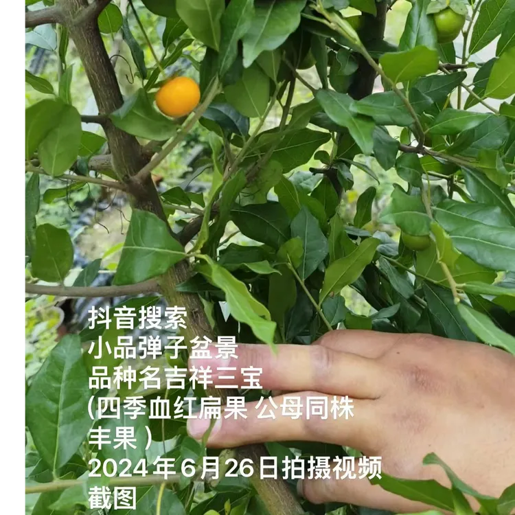 四季血红扁果  品种苗