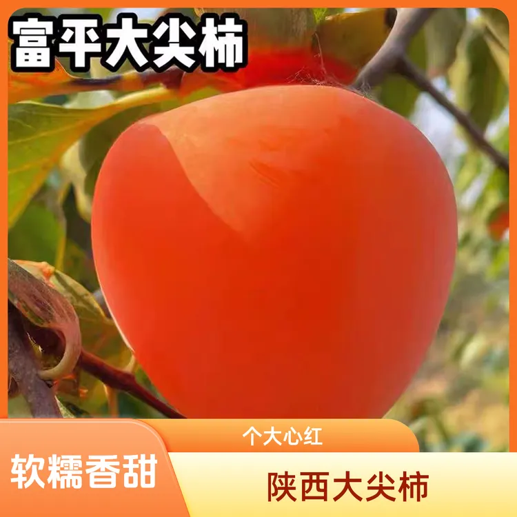 【放软食用】正宗富平尖柿新鲜流心柿子软柿子香甜16/12颗4斤装