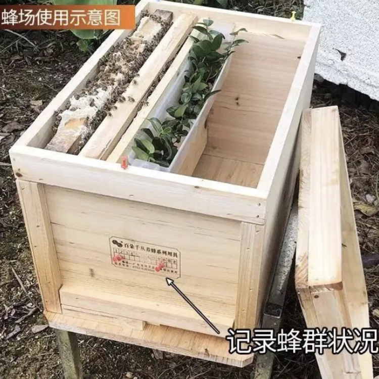 中蜂蜜蜂笼蜂中蜂蜂王开产蜂王中华蜜蜂蜂箱土蜜蜂带产王养蜂繁殖