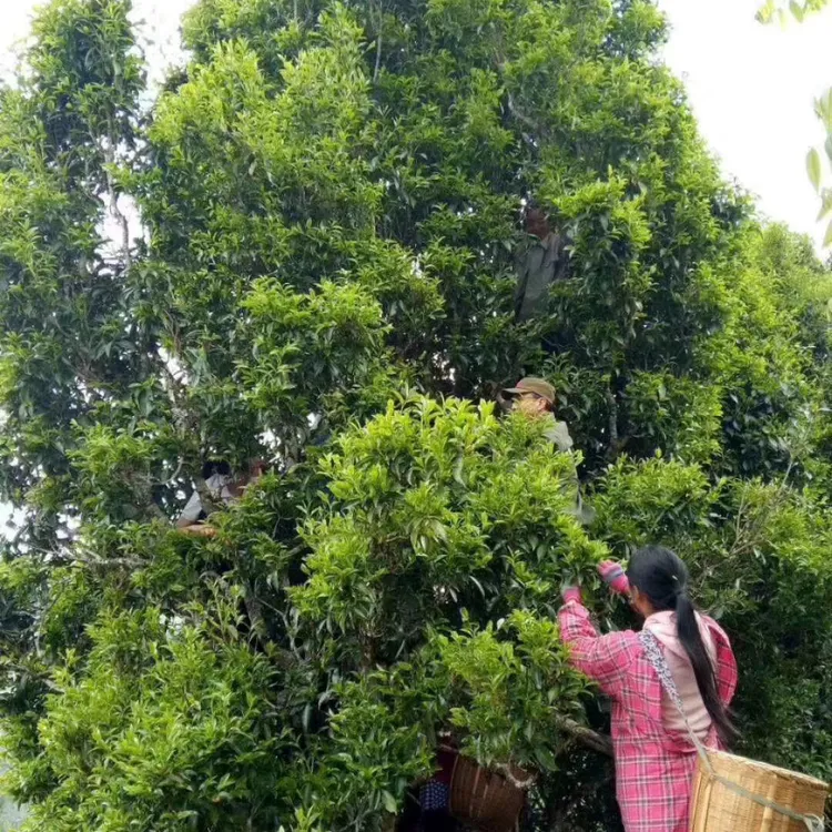 凤庆滇红古树老白茶