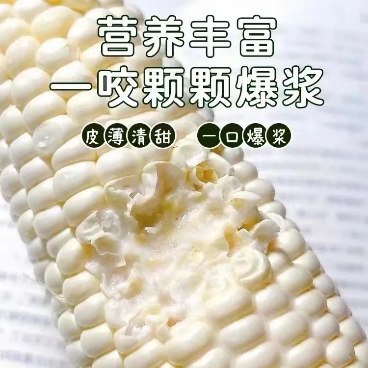 客家农夫自产自销水果牛奶玉米10条装清甜原生态