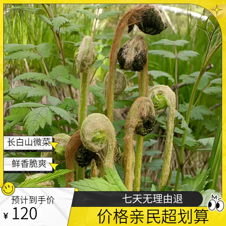 深山出口品质长白山薇菜，美味健康之选