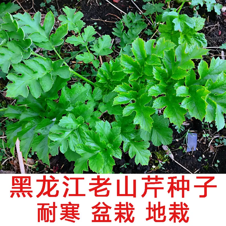 野生老山芹苗子野菜黑瞎子芹东北牛防风盆栽地栽老桑芹易活