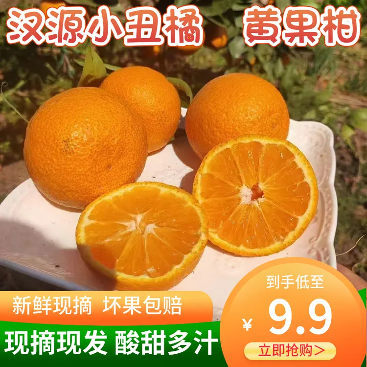 现货  四川丑橘汉源黄果柑新鲜采摘3/5斤包邮 【怕酸慎拍】酸酸甜甜