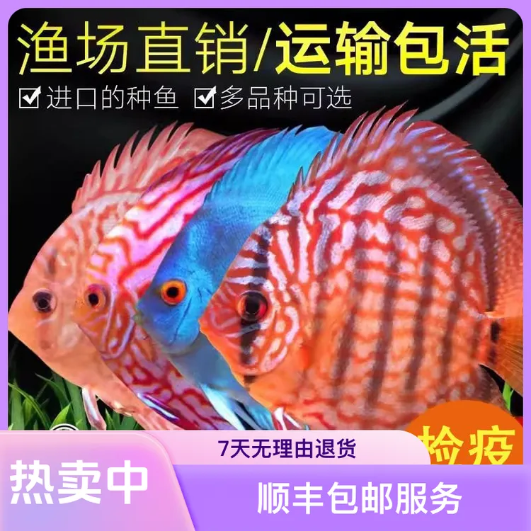 七彩神仙鱼批发零售观赏鱼超萌好物