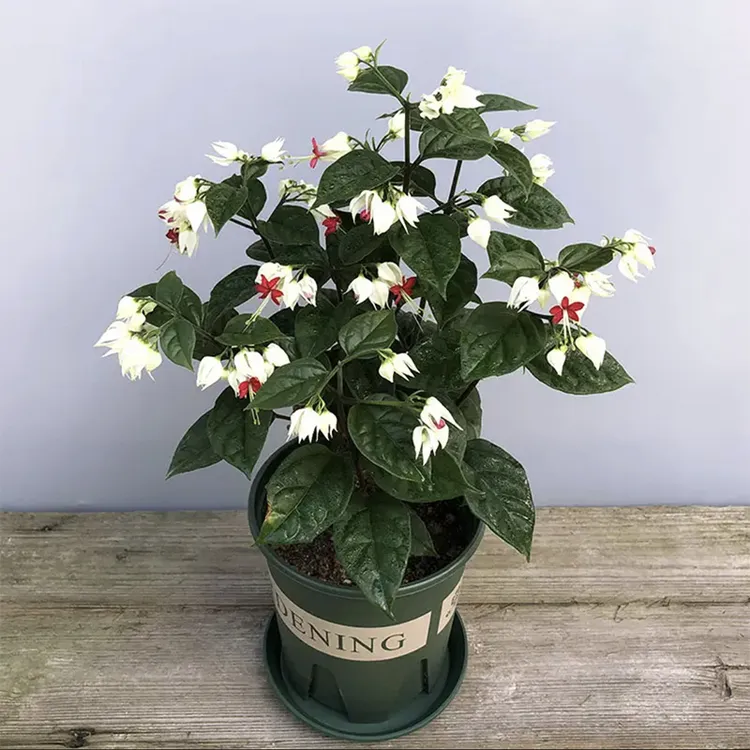 龙吐珠盆栽花苗室内外庭院阳台四季开花多年生可爬藤观赏植物花卉
