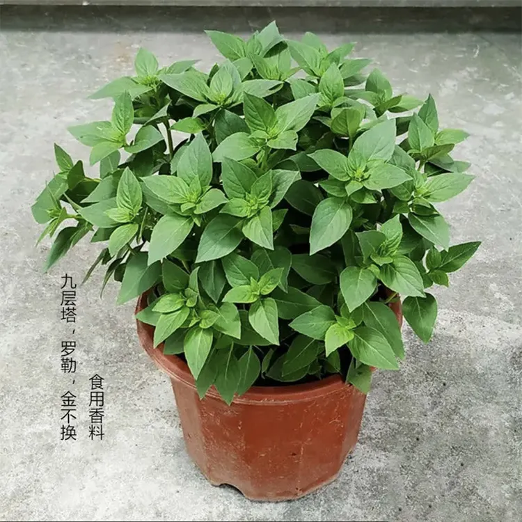食用潮汕金不换九层塔鱼香草薄荷盆栽罗勒叶新鲜调味香料室外植物