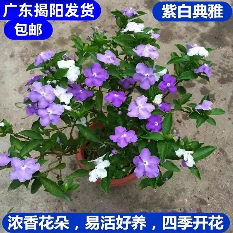 双色茉莉盆栽鸳鸯茉莉花苗四季开花庭院阳台室内外浓香型芳香植物