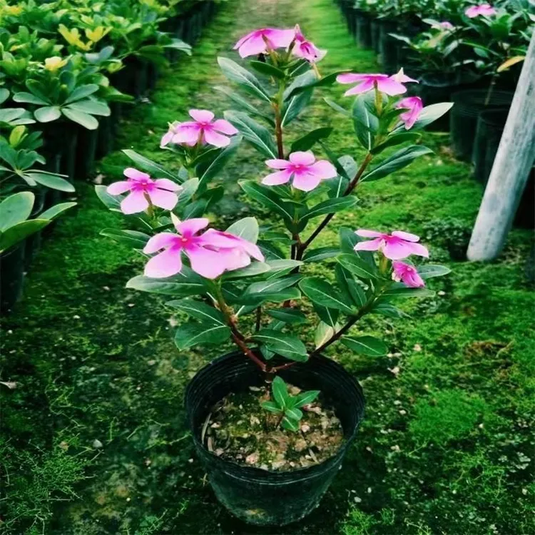 五叶梅花苗长春盆栽四季梅四季开花阳台庭院木本观花植物易活花卉