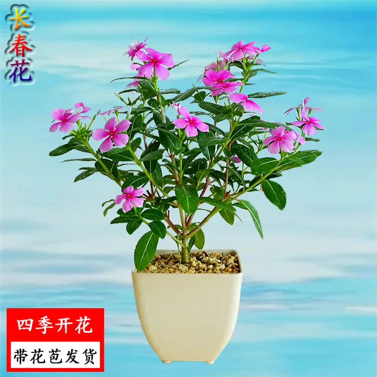 五叶梅花苗四季梅日日春四季开花阳台庭院观花植物盆栽易活花卉