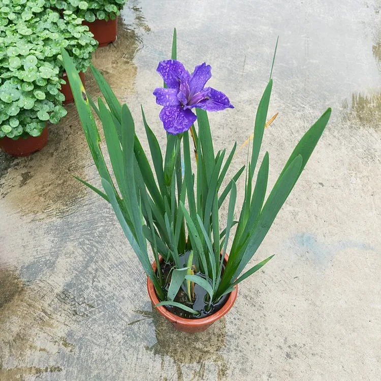 鸢尾花水生植物带原盆原土室外水池鱼塘玉蝉培挺水花卉绿植