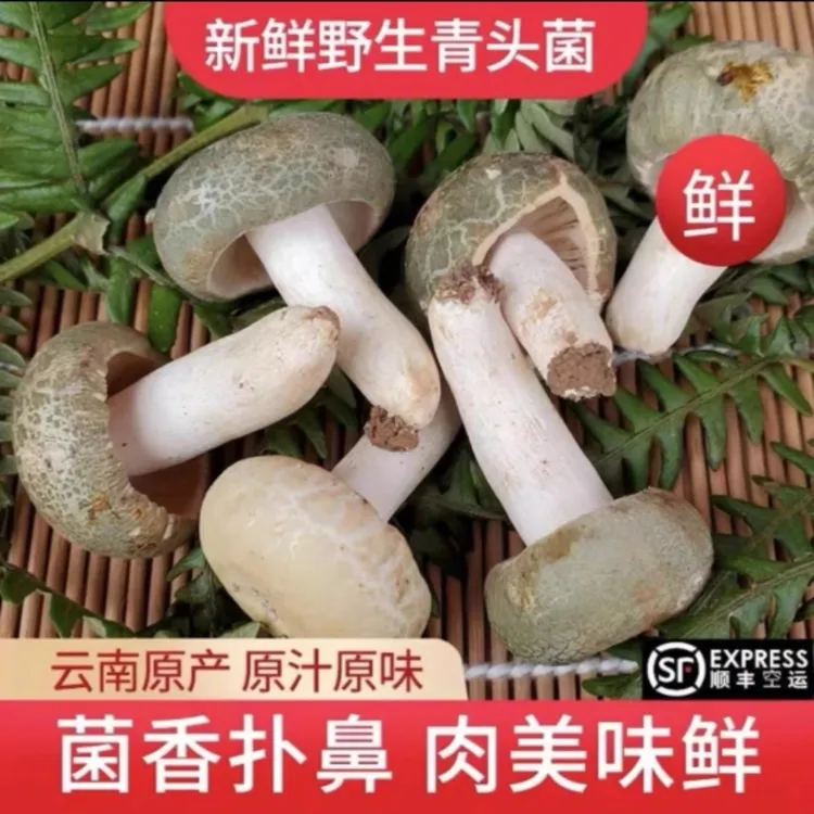 云南大山深处的美味新鲜青头菌1000g/500g 顺丰包邮到家
