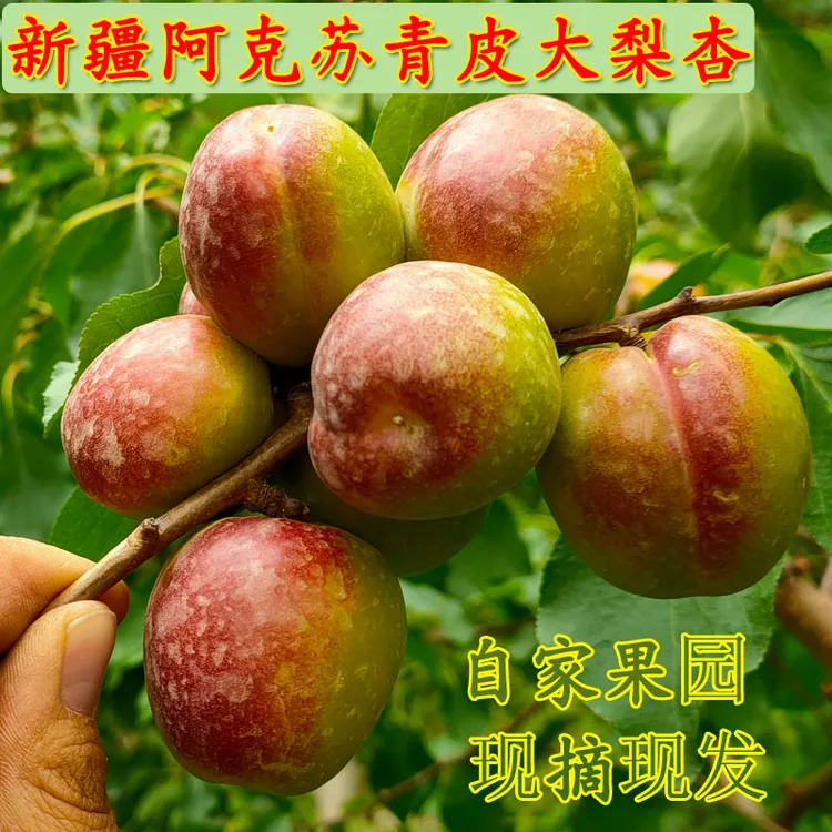 自家果园新疆阿克苏青皮大梨杏库车新鲜杏子非小白杏现摘现发