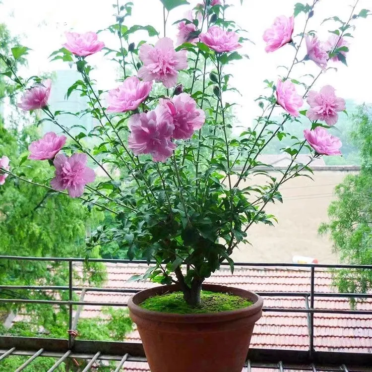 木槿花苗重瓣阳台庭院耐寒北方花卉植物盆栽绿化四季开花种植