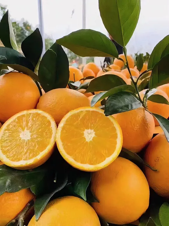 （坏果包赔）正宗赣南脐橙清甜多汁原生态5/10斤