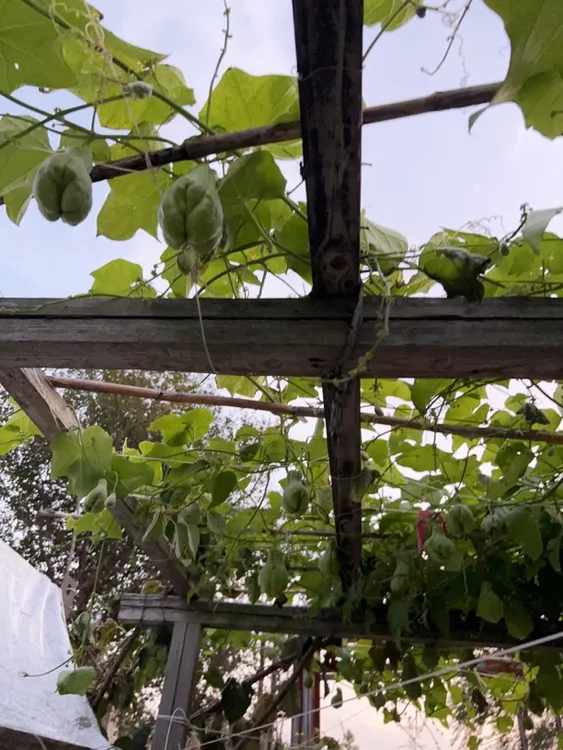 小鱼自家农场佛手瓜