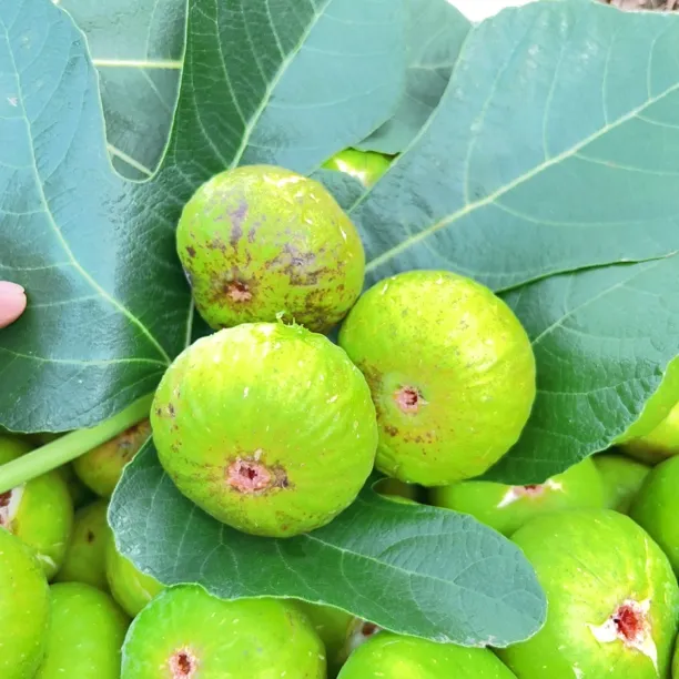 小鱼家威海青皮无花果 软糯香甜