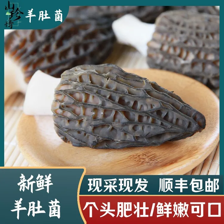 新鲜羊肚菌 现场采摘  产地直发 非干货仿野生食用菌顺丰空运包邮