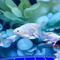 鱼场蝴蝶鲤观赏鱼鱼种