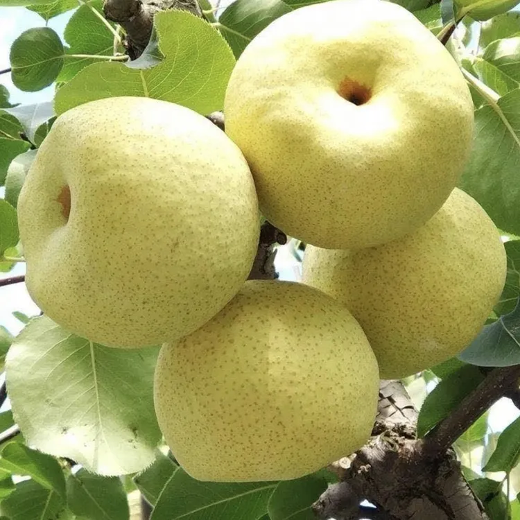 倔老头砀山酥梨百年农家果园头茬新鲜现摘现发应季水果带箱大果
